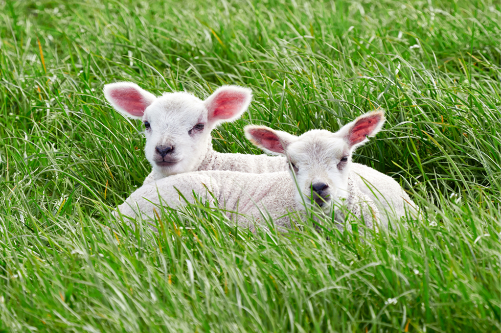 lambs-in-field