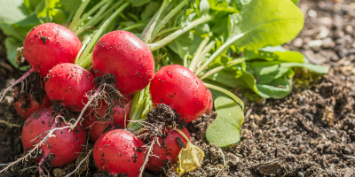 Grow your own vegetables