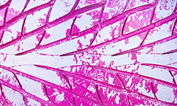 pink-tyre