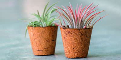 air-plant