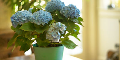hydrangea-plant