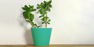 money-plant