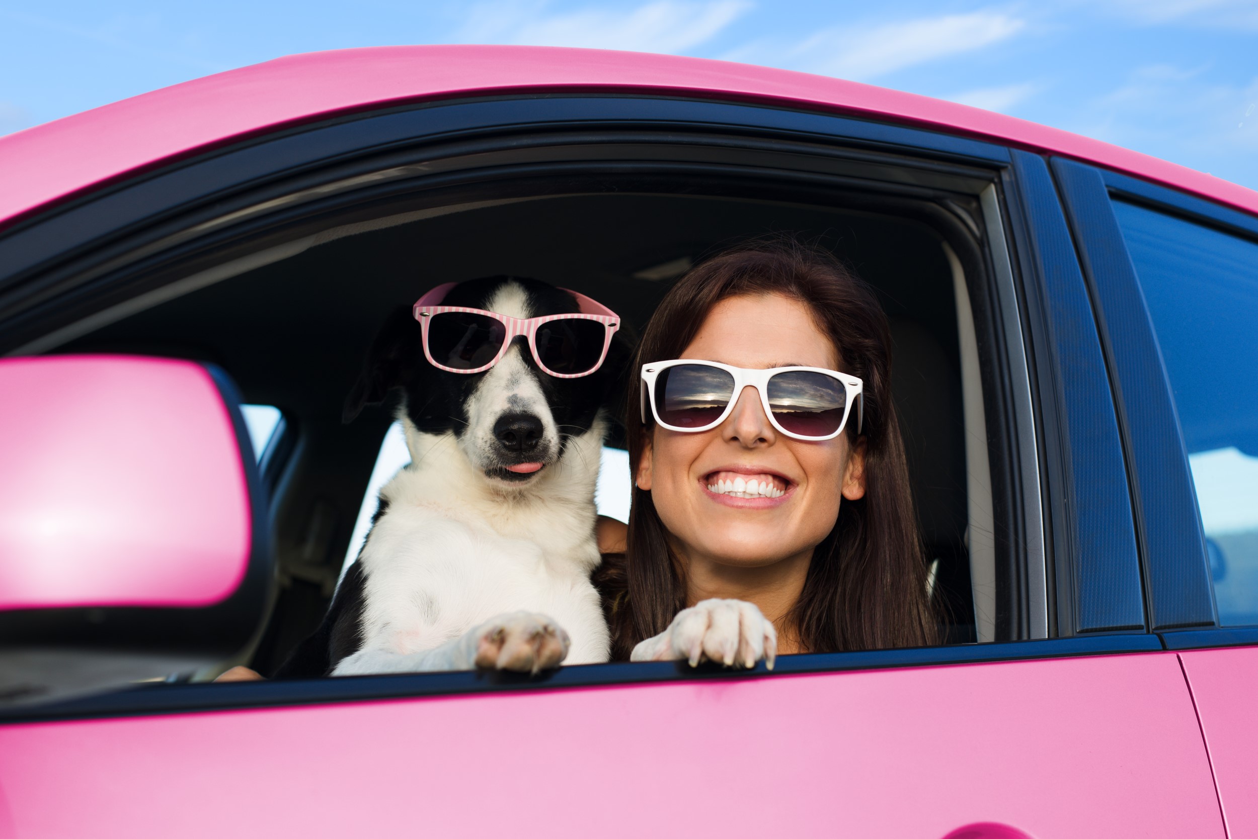 Summer road trip with your pooch