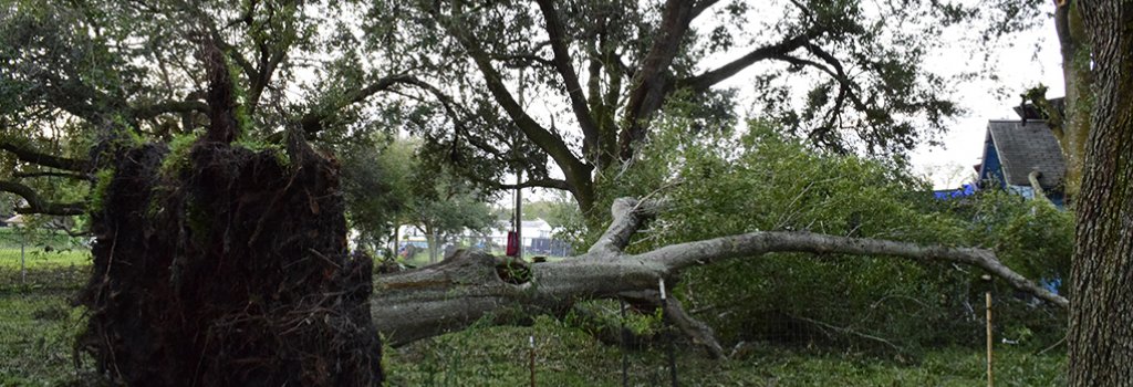 fallen-tree-in-garden